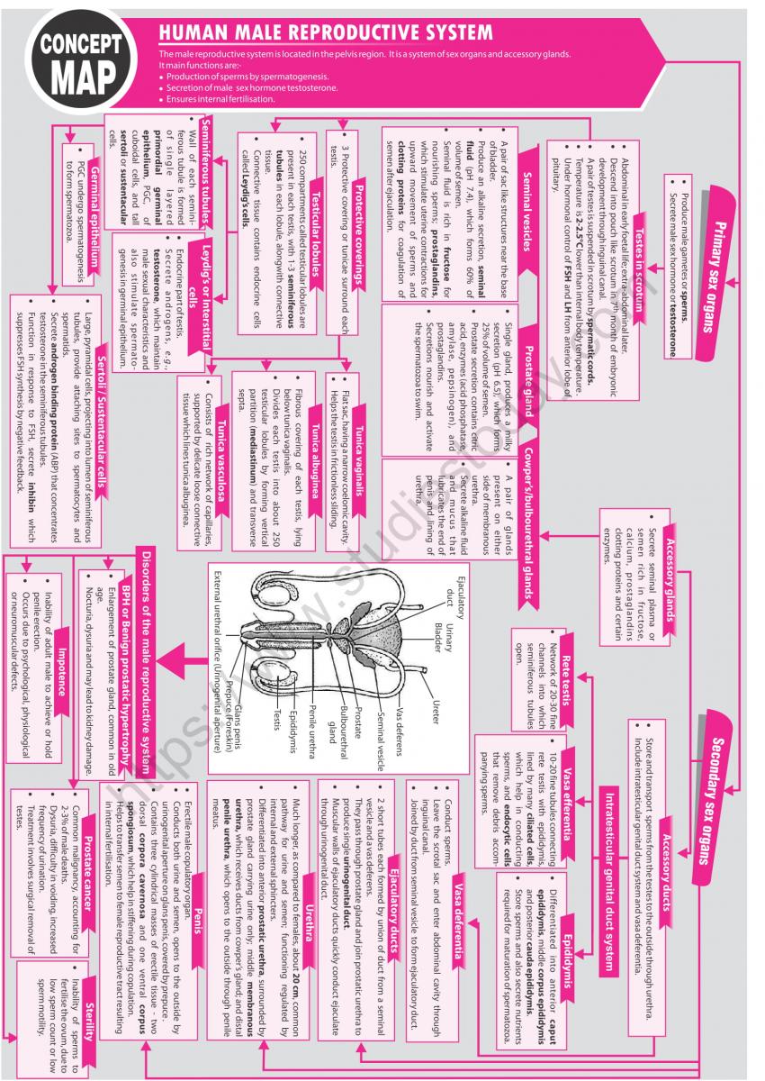 Neet Biology Human Male Reproductive System Concept Map 